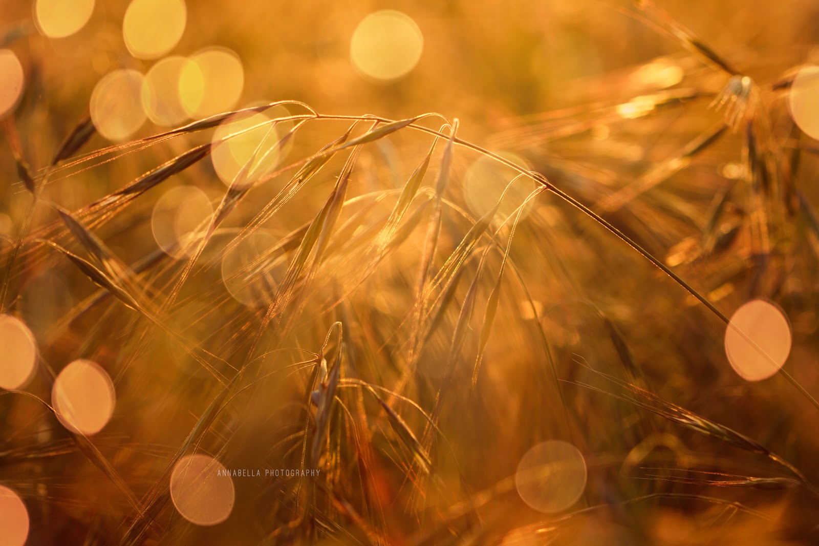 Free Golden Hour Glow Overlay Kimla Designs and Photography