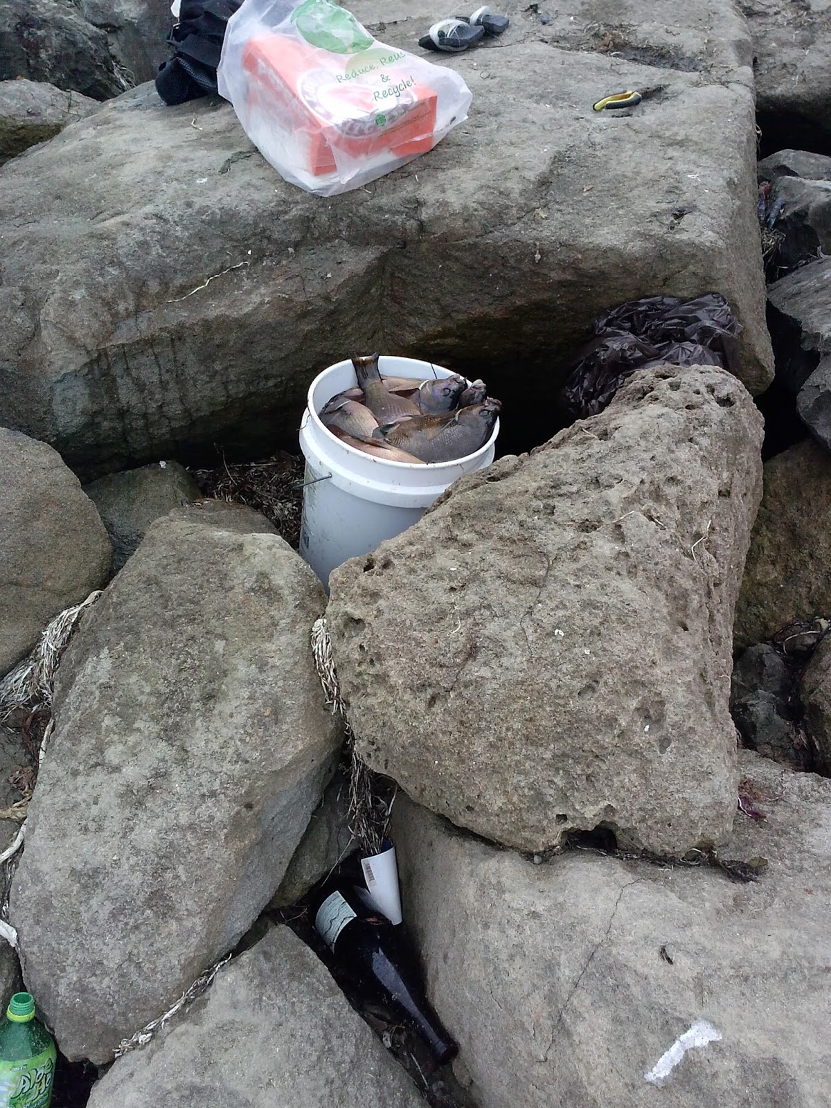 Hunting and Fishing California Pillar Point Harbor in Half moon bay fishing report 6514