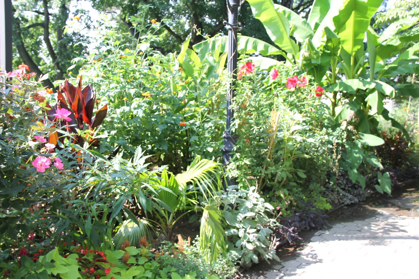Tropical Gardening in New York City! Late July Update Zone 7 Palm Trees