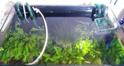 エアチューブの堤防を設置後