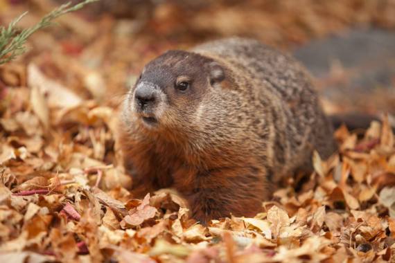 Groundhog Day o el Día de la Marmota