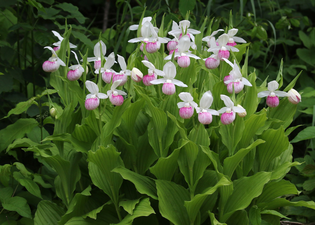 Cypripedium reginae care and culture Travaldo's blog