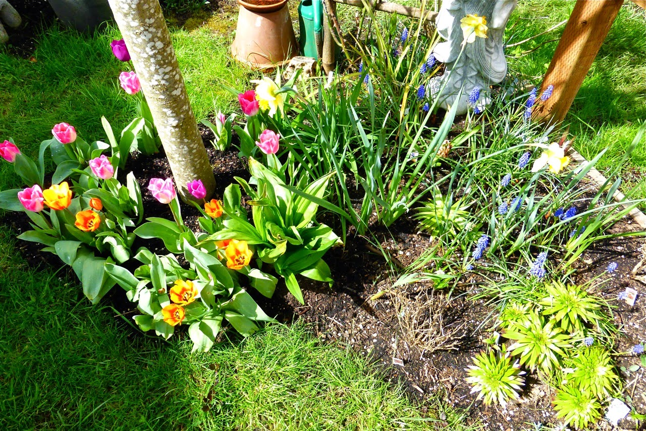 spring garden, garden, bulbs, garden bulbs, tulips, muscari, crocus