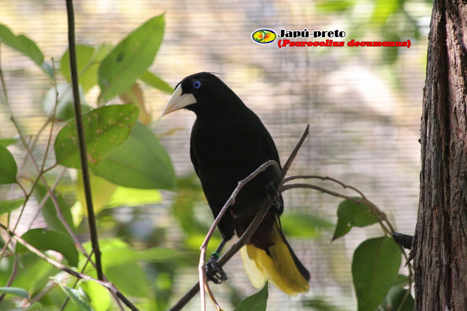 Passaro Amarelo E Preto Pequeno