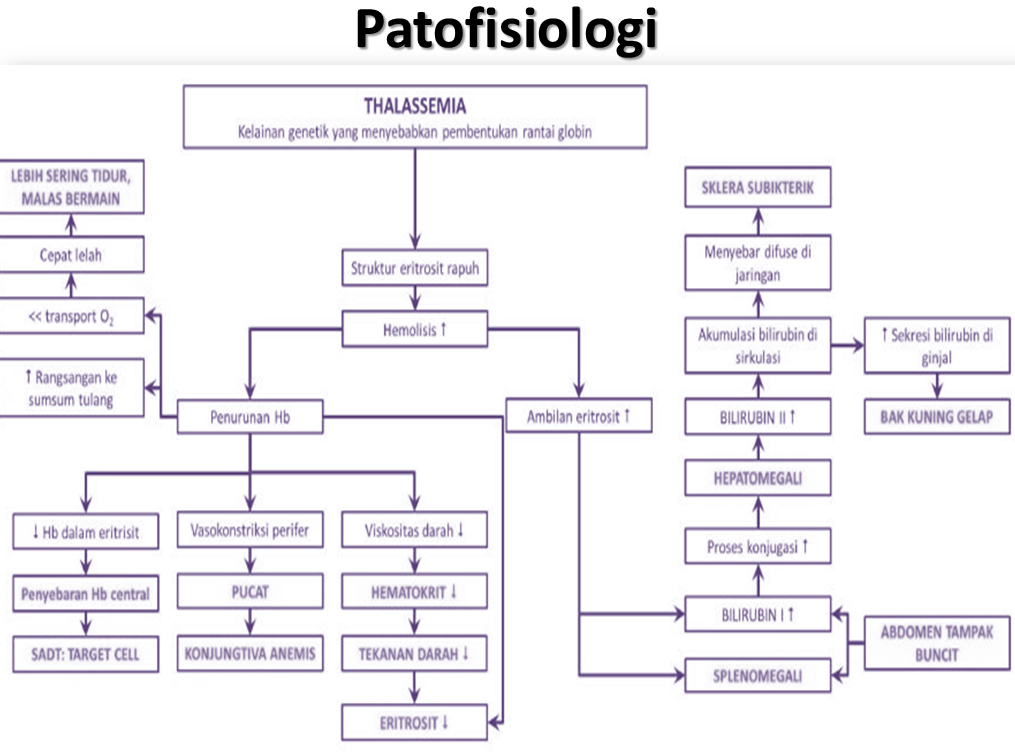 knowledge-thalasemia
