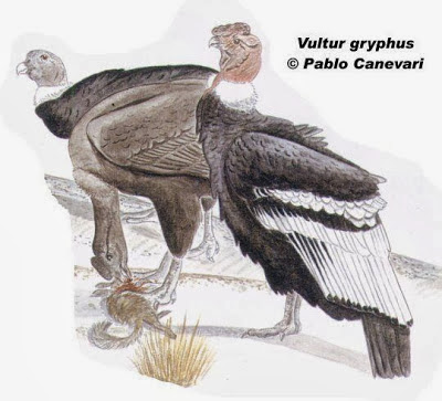 Cóndor Vultur gryphus