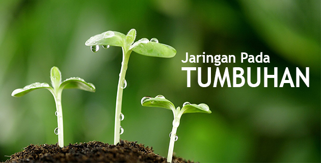 Pengertian Jaringan Flora Lengkap Dengan Struktur Dan