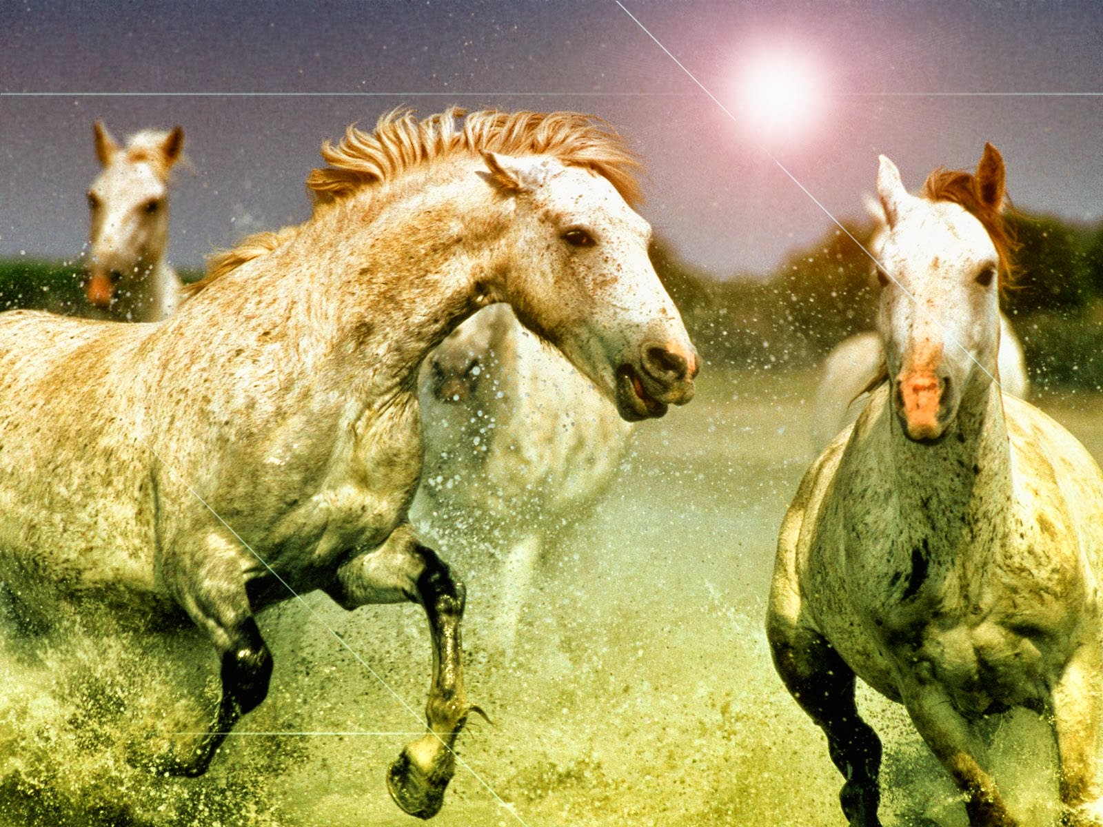 Говорящие лошадки. Табун диких лошадей. Картинки лошадей красивые. Веселая лошадь. Лошадь jpg.