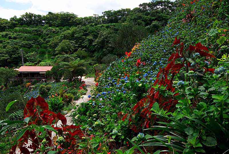 Lindaraxa Moonlight In The Garden