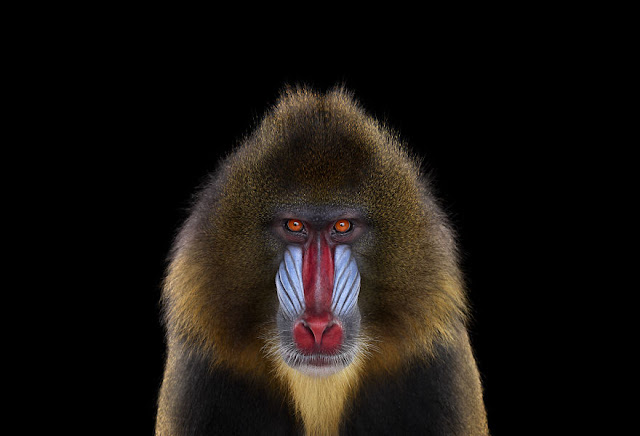 I-Create-Studio-Portraits-of-Exotic-Animals-Looking-Directly-Into-the-Camera9__880