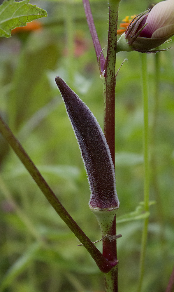 Rurification Robin Edmundson Red Okra