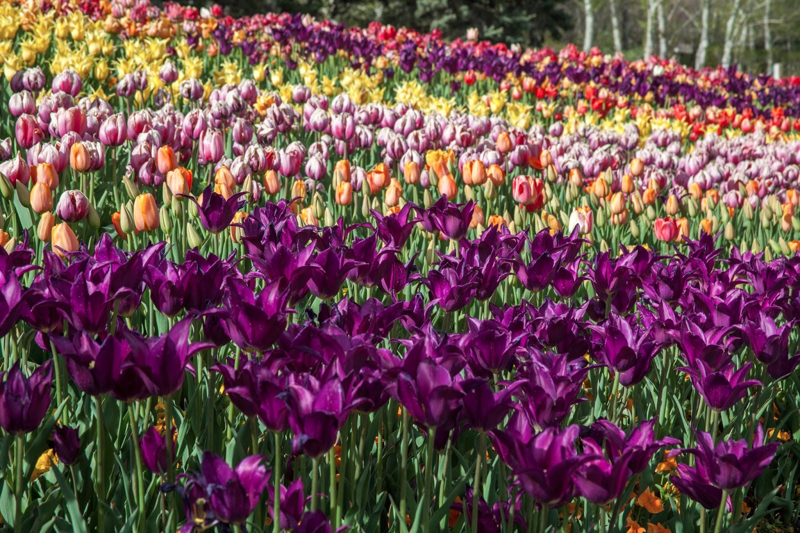 My Musings Tulip Festival at Thanksgiving Point