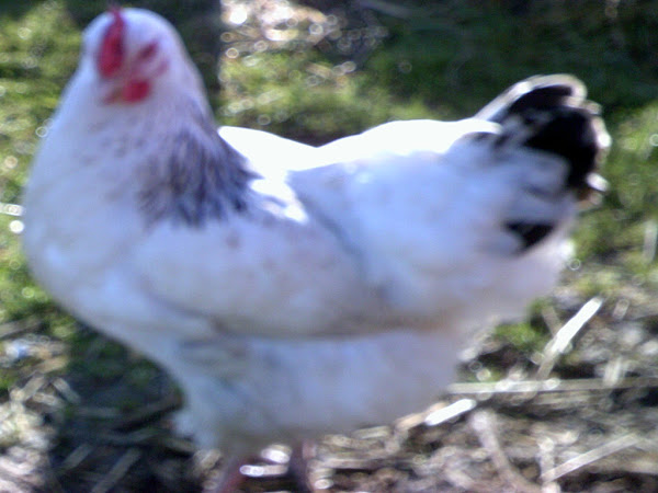 Sussex Sussex, sussex chicken