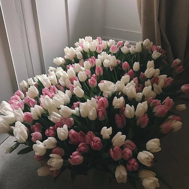Hình ảnh hoa Tulip trắng & Ý nghĩa của hoa Tulip màu trắng là gi?