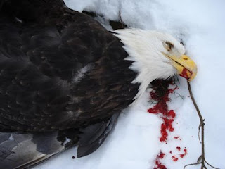 dead-eagle02.jpeg