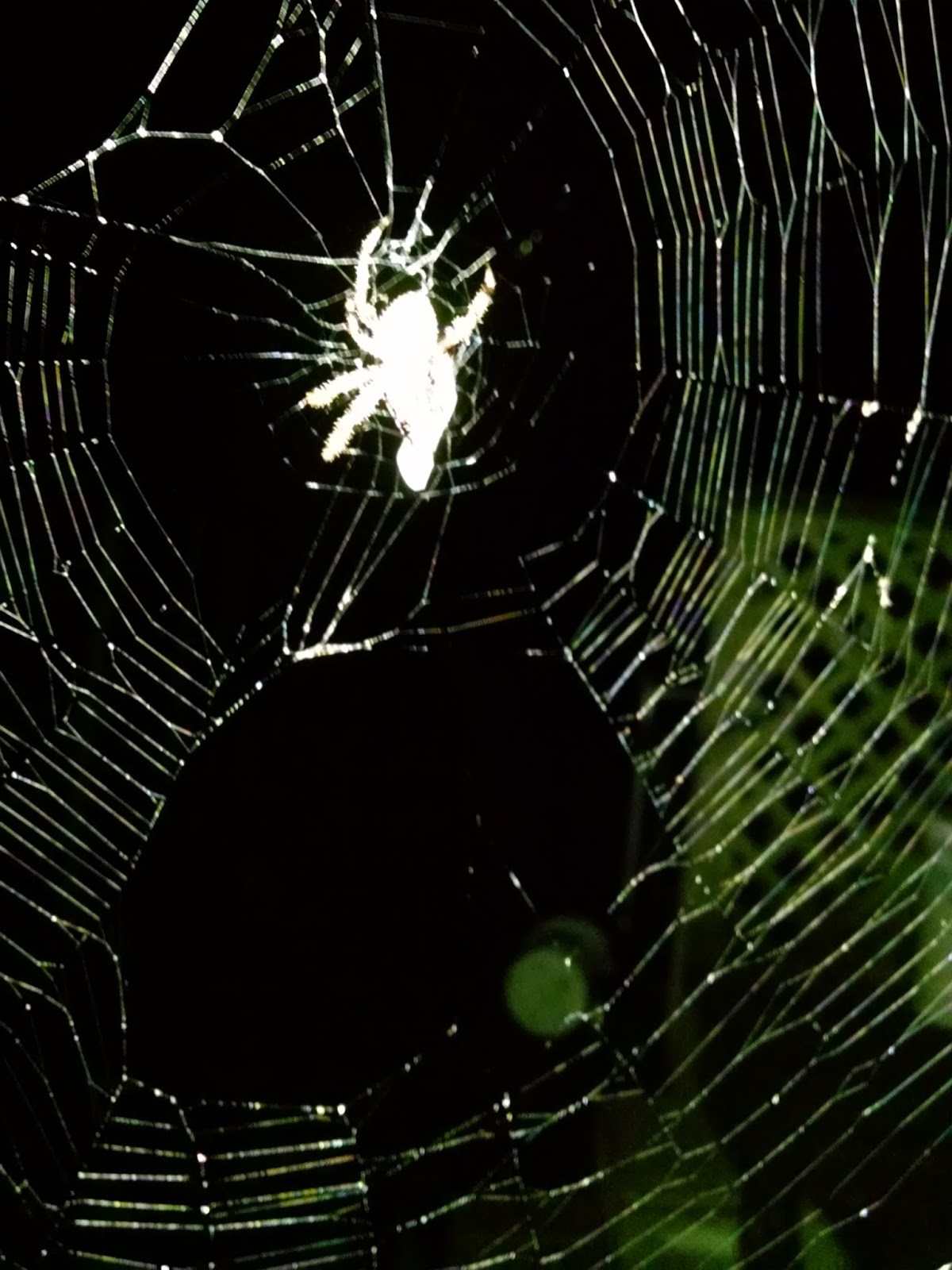 The Poor Farm Scary Night Shift Findings The Poor Farm Scary Night Shift Findings