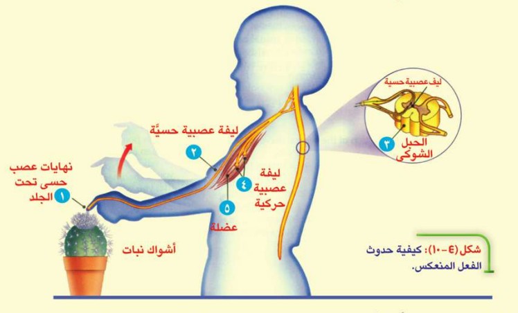 الجسم