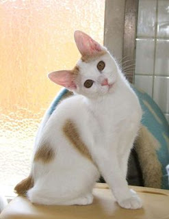 Japanese Bobtail Cat Pictures