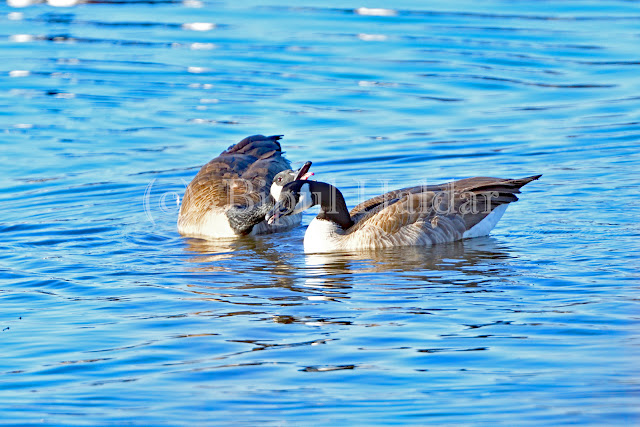 Canada Geese exchanging quack Canada Geese exchanging quack