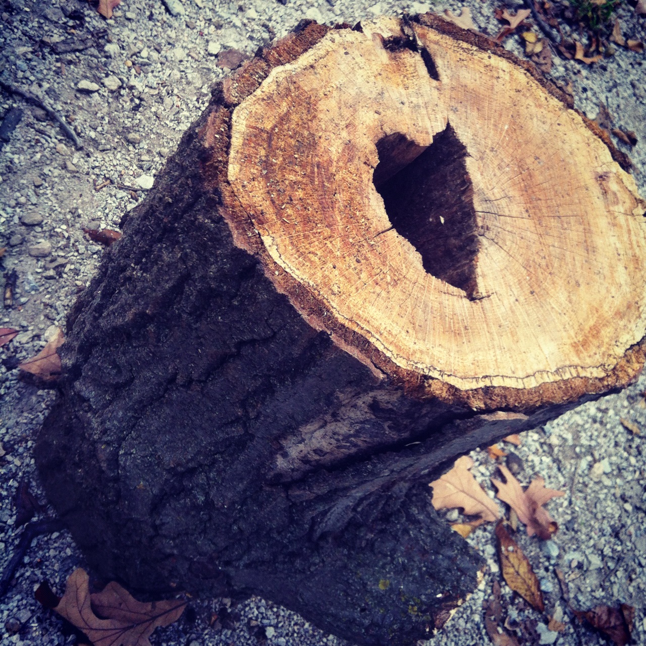 This Little Blog of Mine.... Knob Noster.