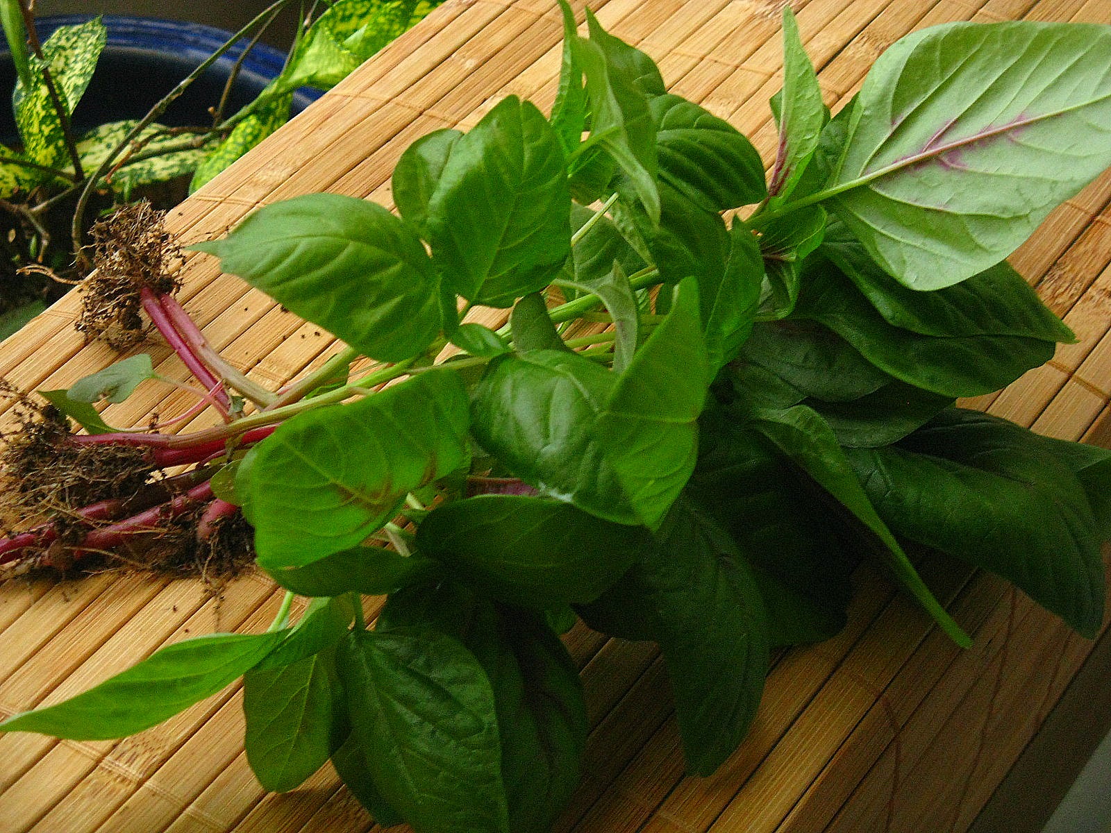 Garden in a Pot Spinach in a pot