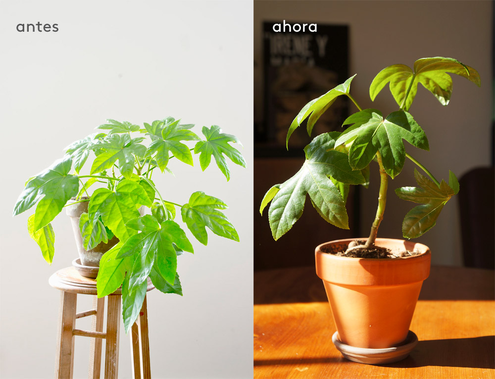 Cómo cuidar plantas