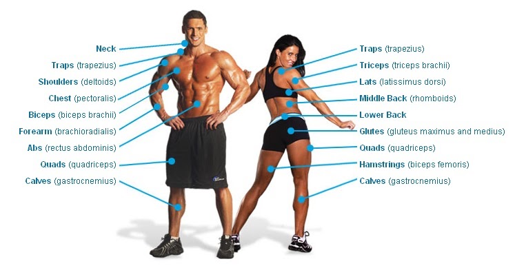 Fitness and healthy living muscle groups