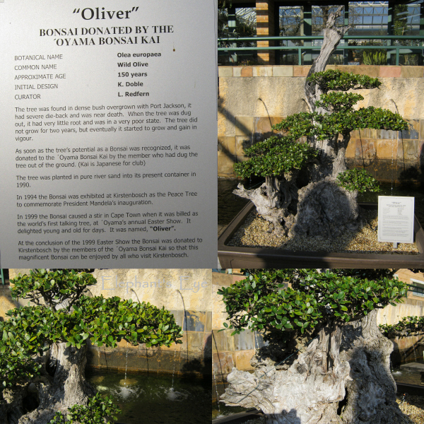 150 year old wild olive bonsai