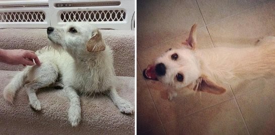 perros adoptados antes y despues felices