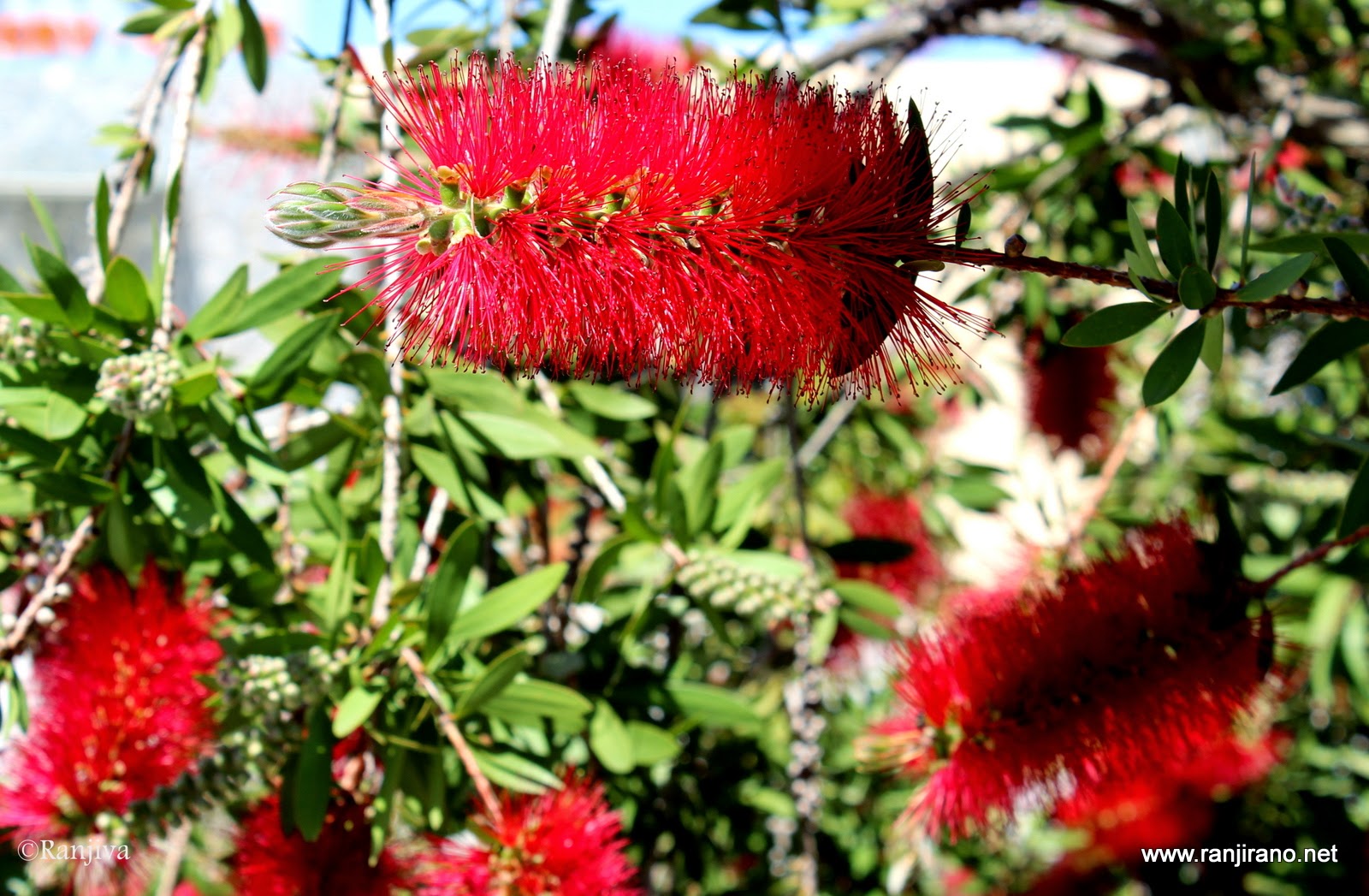L'éblouissant callistemon rouge pour saluer l'été... | Paysages et ...