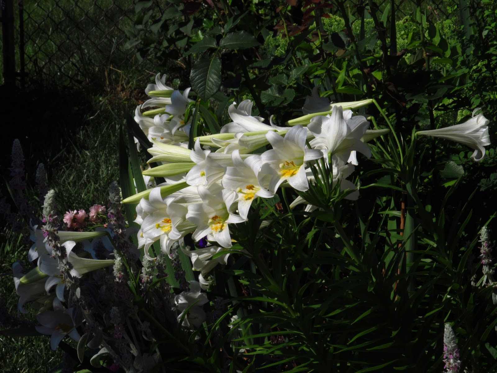 Philly Home Companionthe lilies of the field, how they grow