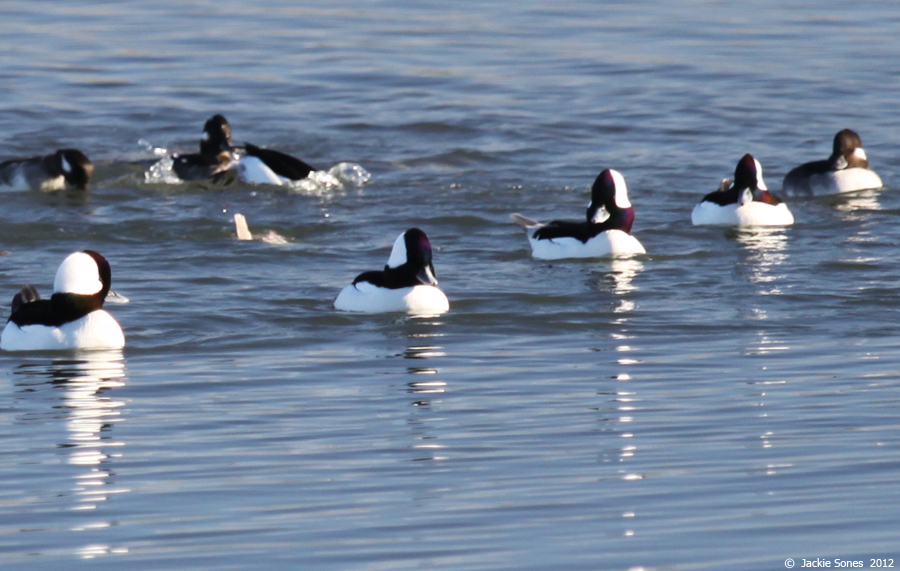 The Natural History of Bodega Head The smallest duck
