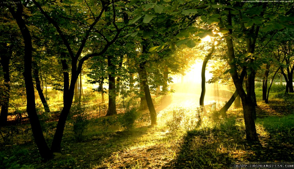 Summer Forest wallpapers 2   Crazy Frankenstein