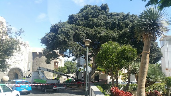 Cae un árbol sobre un coche, Las Palmas de Gran Canaria Cae un árbol sobre un coche, Las Palmas de Gran Canaria