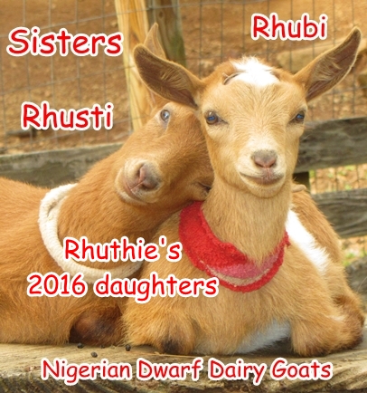 BooneDocksWilcox: 2016 ADGA Linear Appraisal