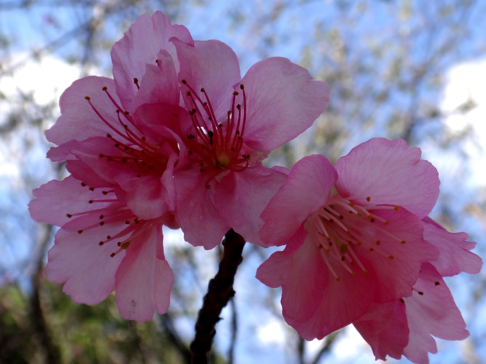 Uma flor por dia: Cerejeira-de-okinawa