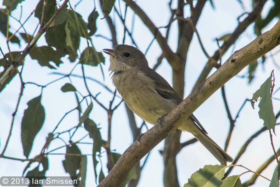 A passion for birds... Brisbane Ranges Bush Birds
