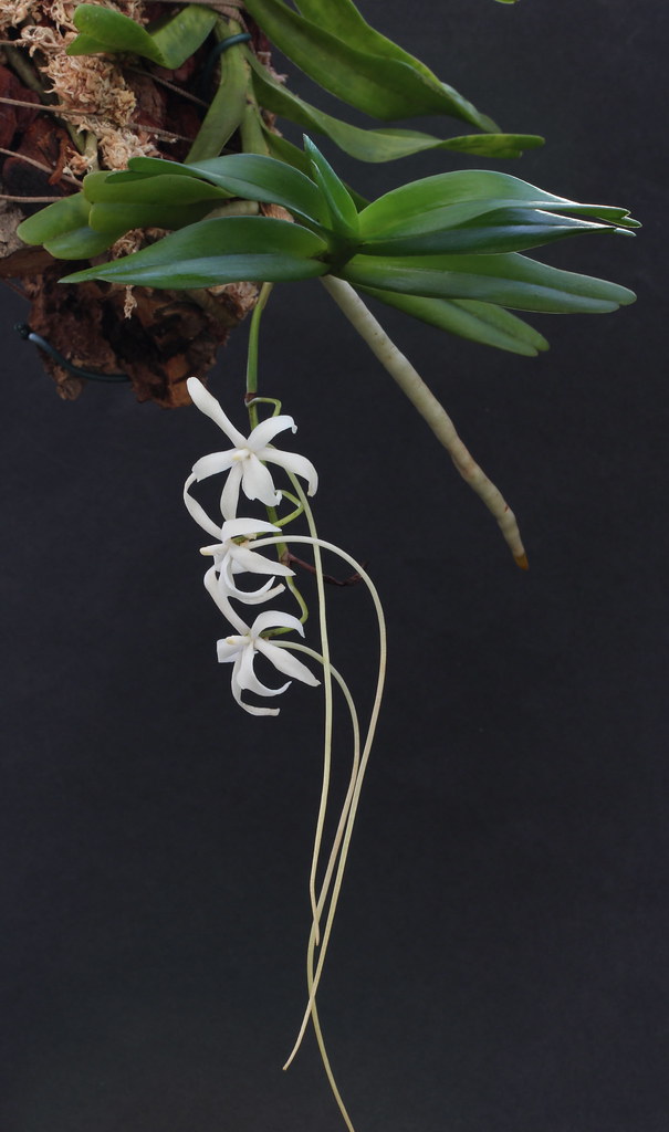 Rangaeris amaniensis orchid plant care and culture | Travaldo's blog