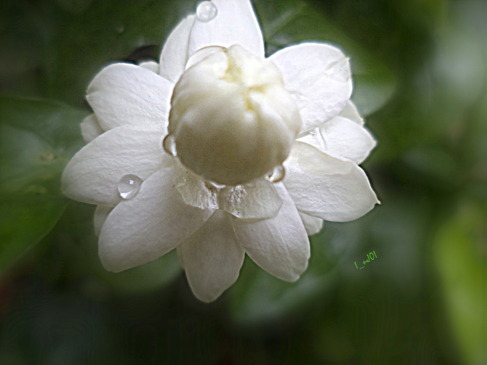 К чему снится белый цветущий цветок. Mogra цветок. Белые цветы во сне