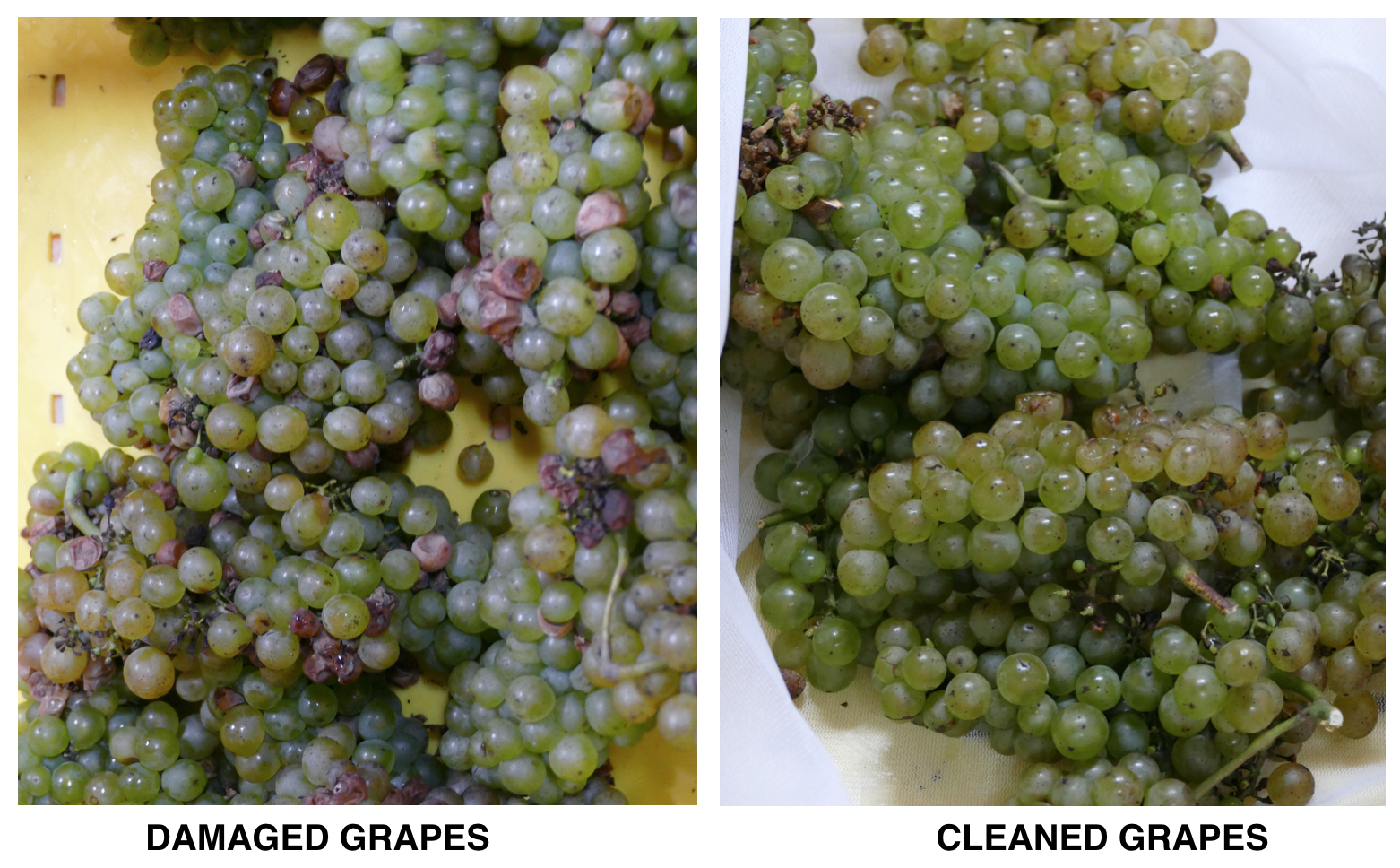 EnoViti Harvest Step 2 Grape Cleaning Bee