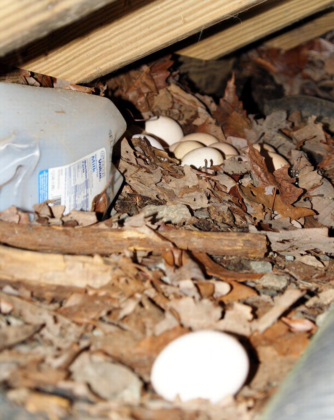 Case of the Missing Eggs
