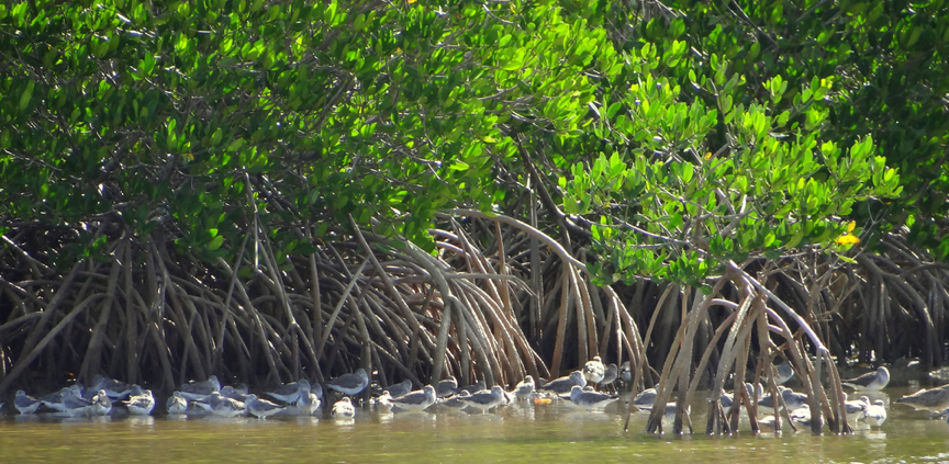 Let's Talk Primates: What is a keystone species?