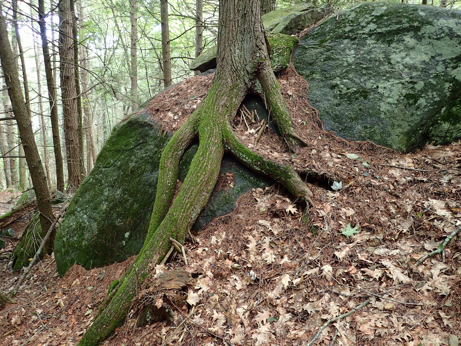 The Virginia Nomad Roots (2) (9/18/2016)