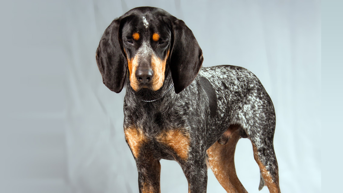Everything about your Bluetick Coonhound - LUV My dogs