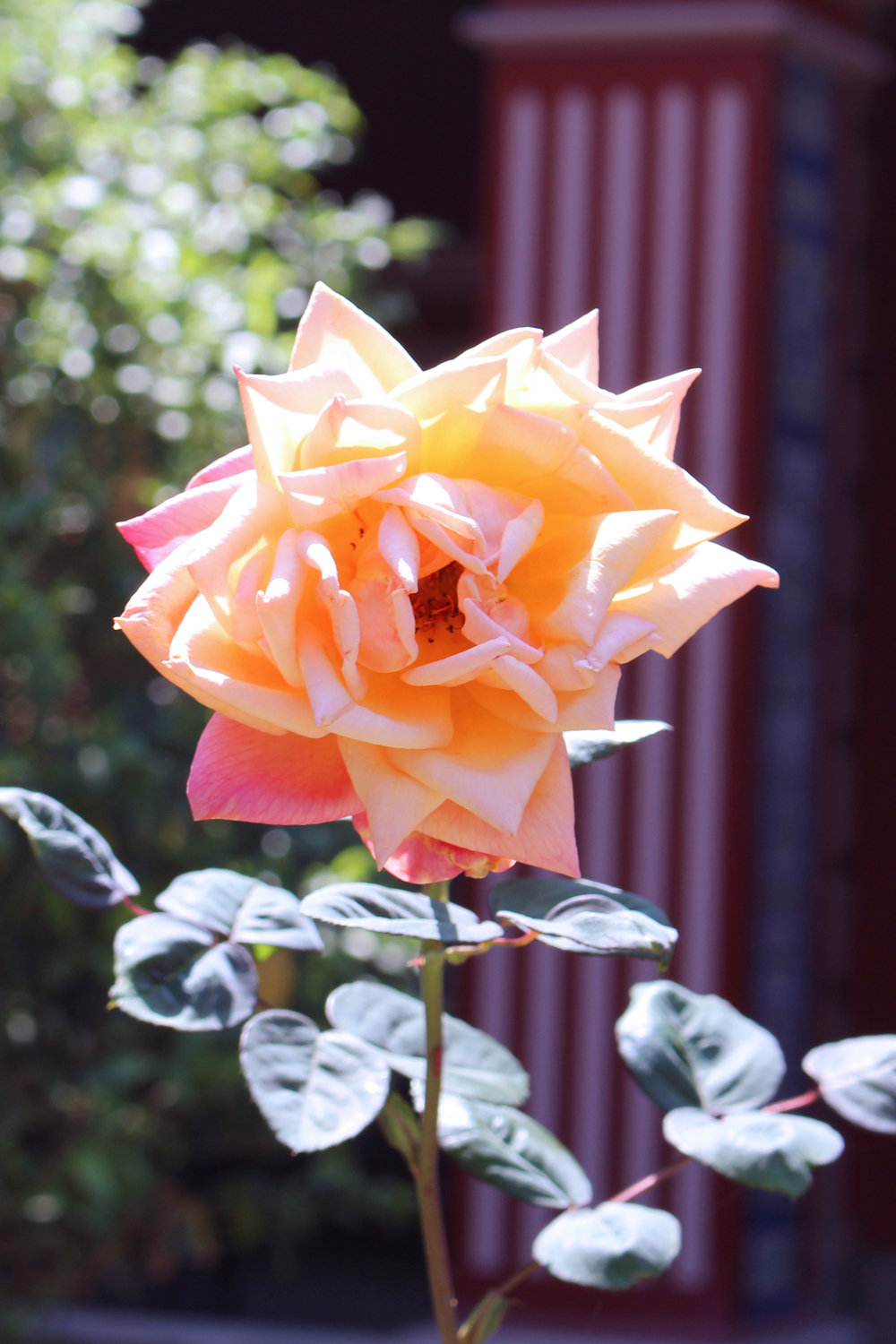 Orange rose in Lima, Peru - travel & lifestyle blog
