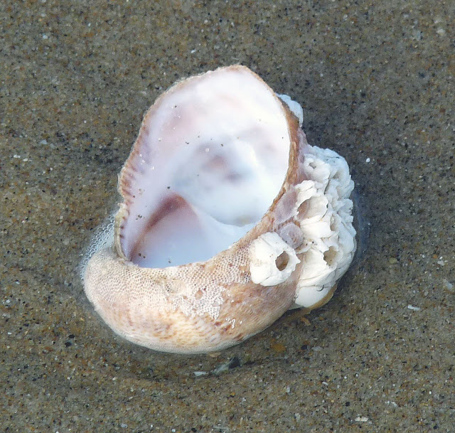 Slephant Shell Wild and Wonderful: Beside the Sea (2): Shells at Llangennith