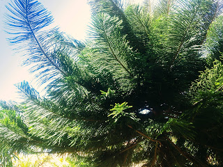 Ornamental Shade Tree Norfolk Island Pine Araucaria Heterophylla