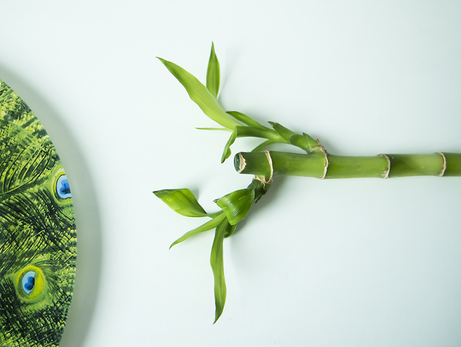 inspiración en color verde, knolling