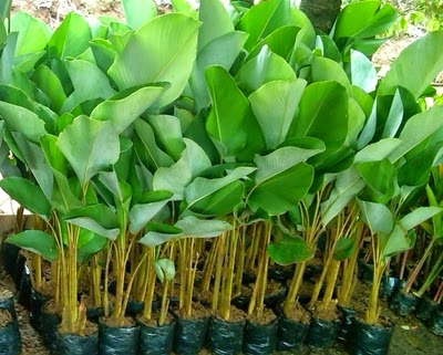 Jual tanaman pisang-pisangan bedak ~ Arya Flower