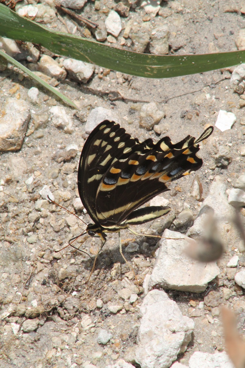 Swallowtail Swallowtail